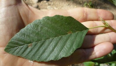 Alnus rhombifolia Leaf